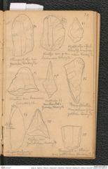 Seite 31, Tagebuch "Diluvium | Getzersdorf | Statzendorf | Willendorf | Mießling-Tal | Höhlen in Kremstal" (NHMW-PRAE-BBB-04)